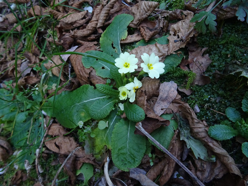 Primula vulgaris ? s